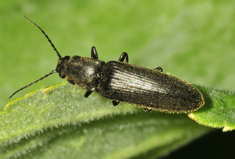 Elateridae:  Athous sp.